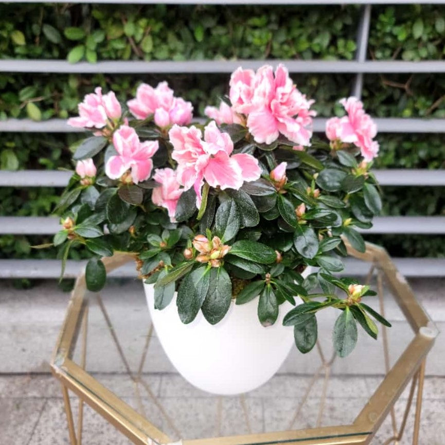 azalea potted plant Pink Azalea Plant
