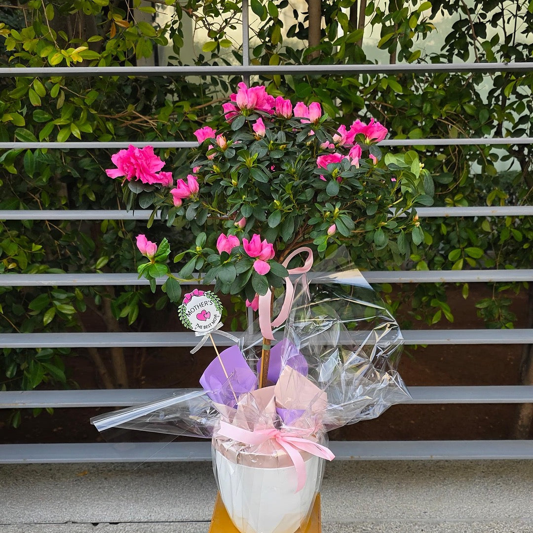 Tall Azalea Plant