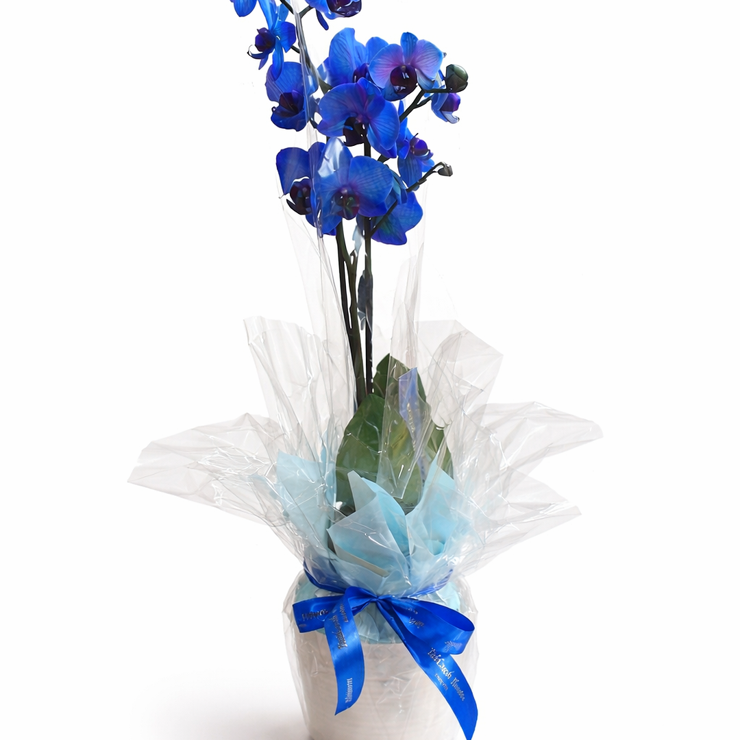 Blue Orchid