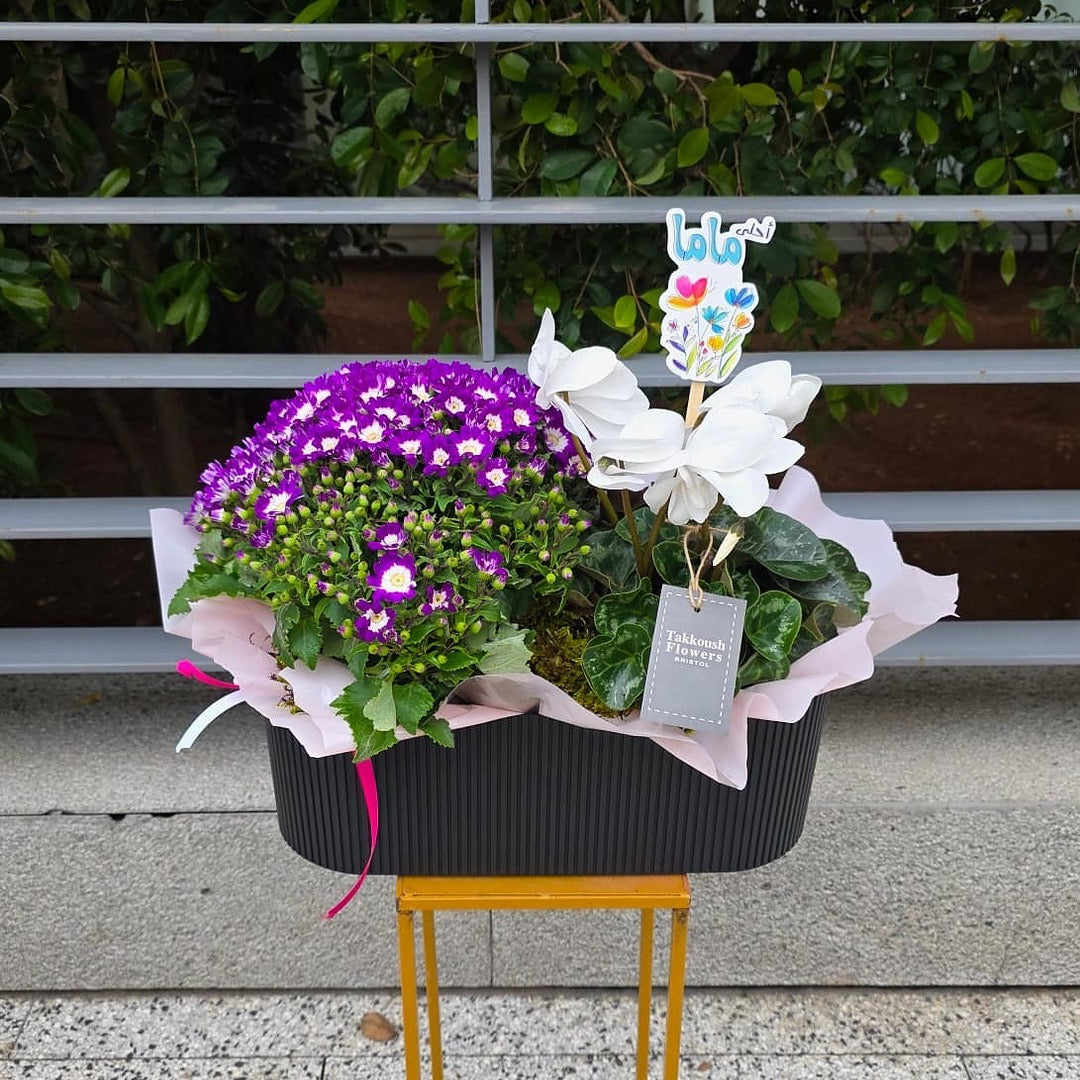 Sanarer and Cyclamen