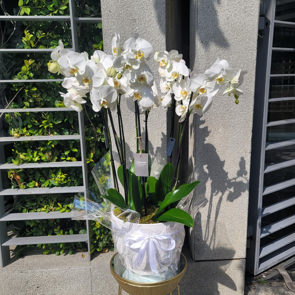 Fivefold Grace Display