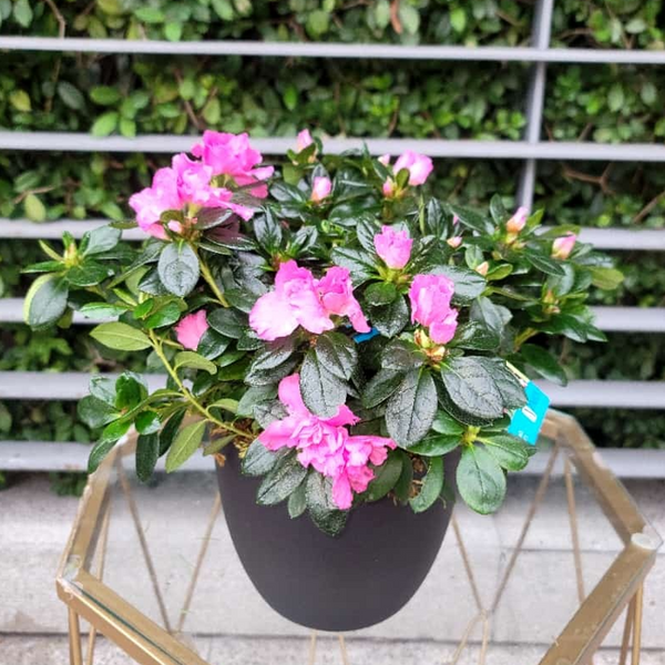 Fushia Azalea Plant