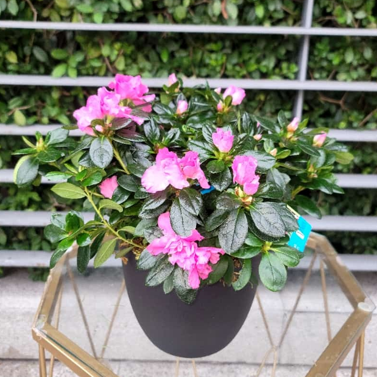 Fushia Azalea Plant