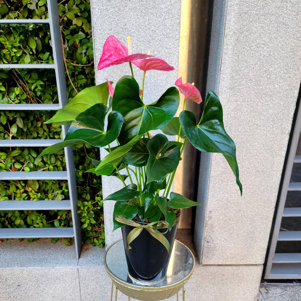 Hospitable Heart
