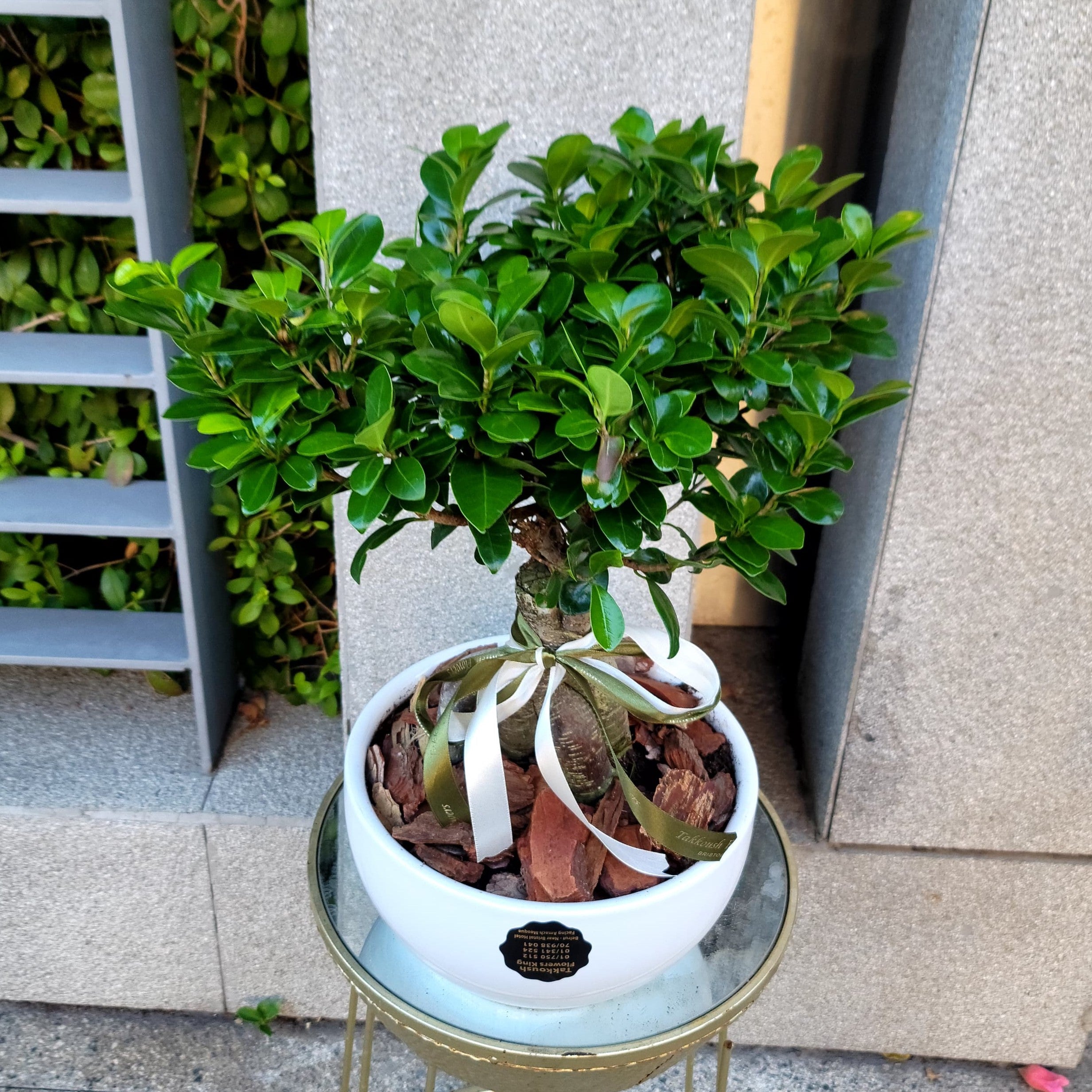Legacy Bonsai
