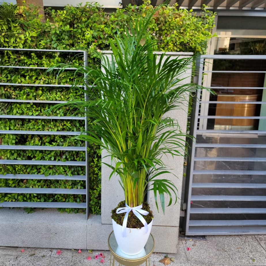 Lush Areca Serenity