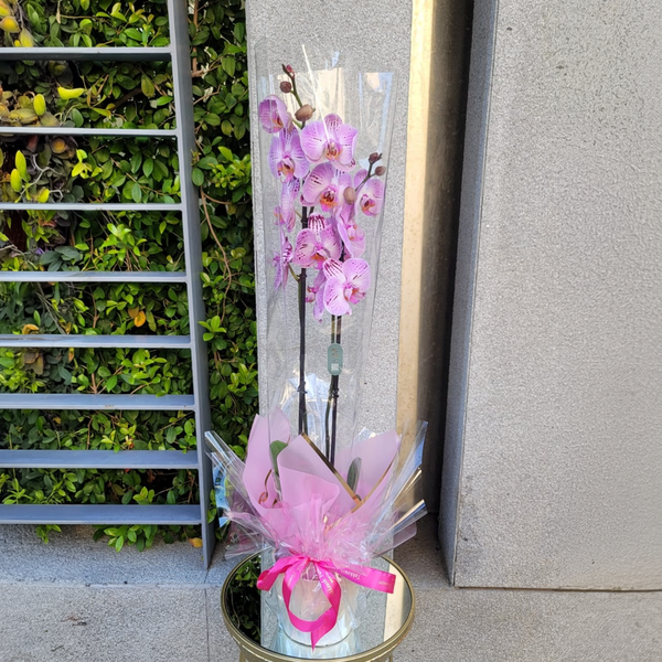 Orchid Serenade