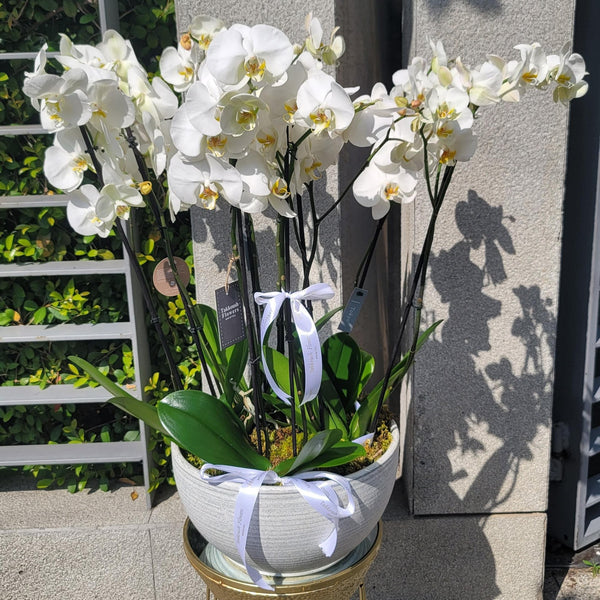 Perfect Six Bloom