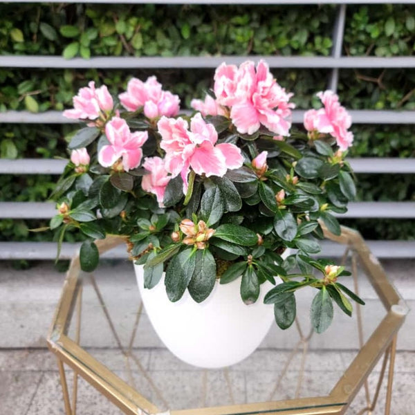 Pink Azalea Plant