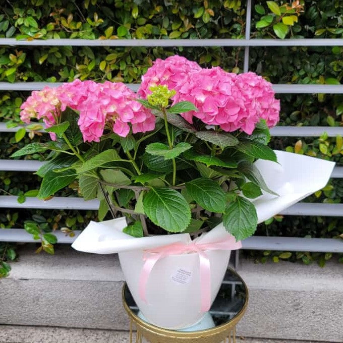 Pink Hydrangea Haven