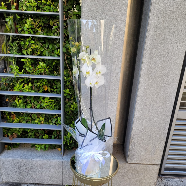 Pure Elegance Bloom