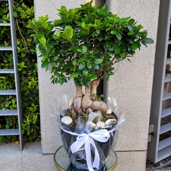 Rooted Wisdom