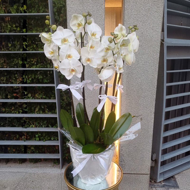 The Orchid Pair