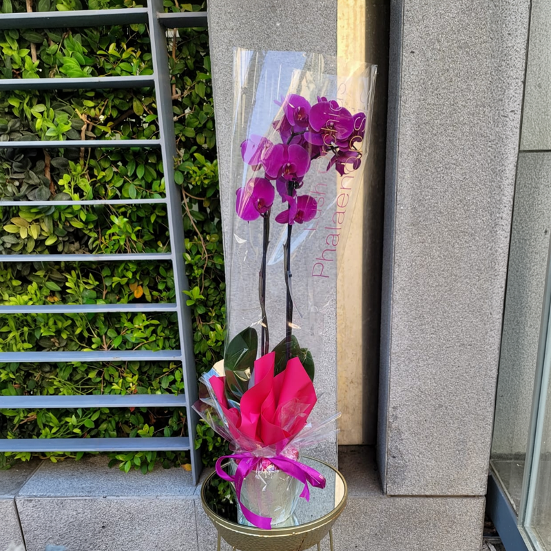 Velvet Crown Orchid