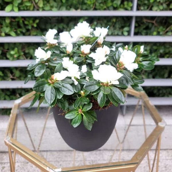 White Azalea Plant