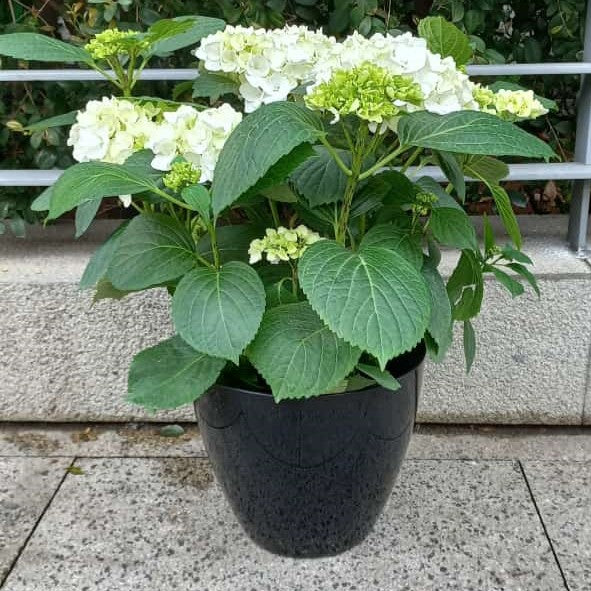 White Hydrangea Haven