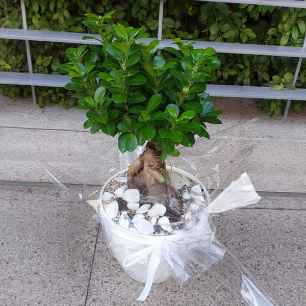 Zen Tree